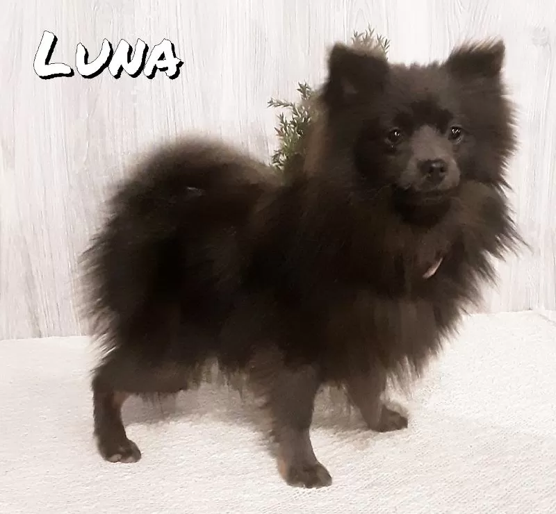 Luna