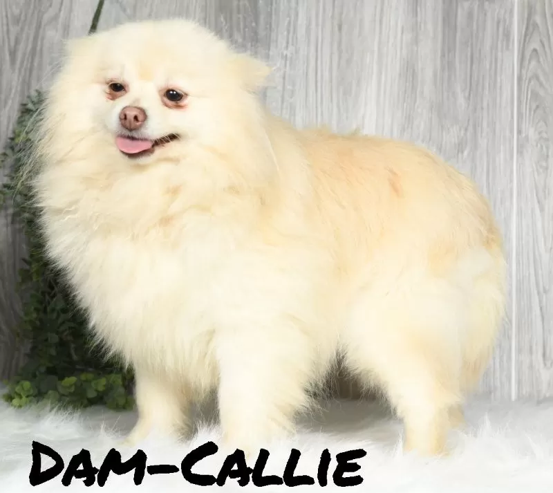 Puppy Name: Callie