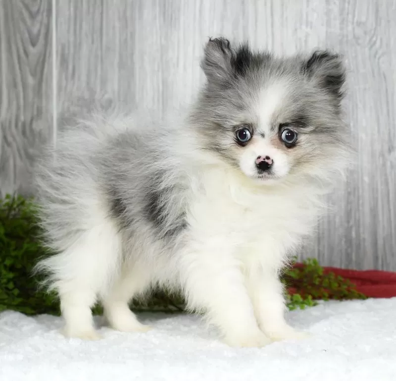 Puppy Name: Talia