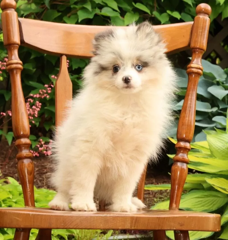 Puppy Name: Cooper