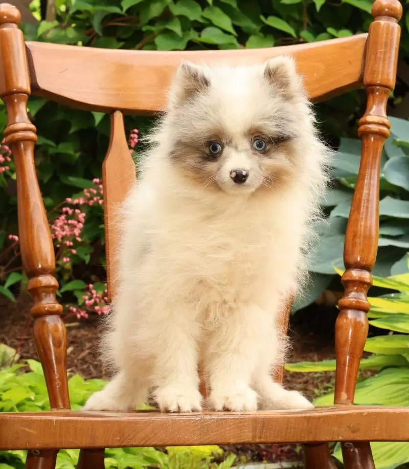 Puppy Name: Charlie