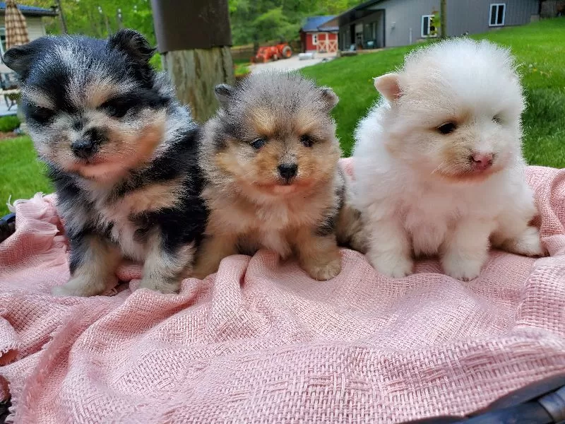 Puppy Name: Puppies coming soon