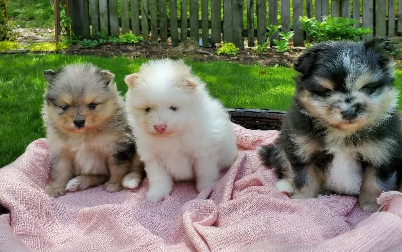 Puppies coming soon