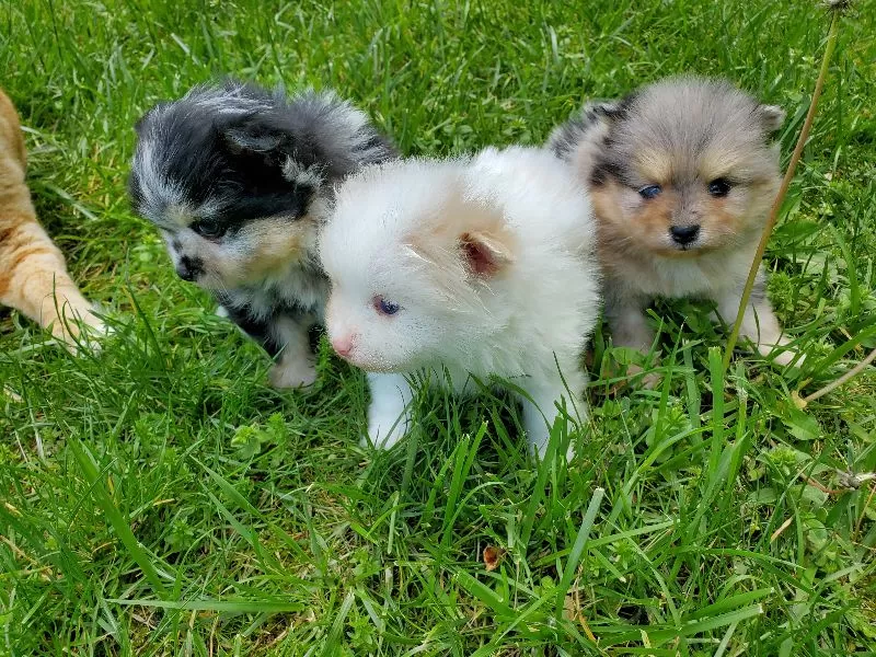 Puppies coming soon