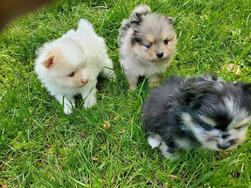 Puppies coming soon