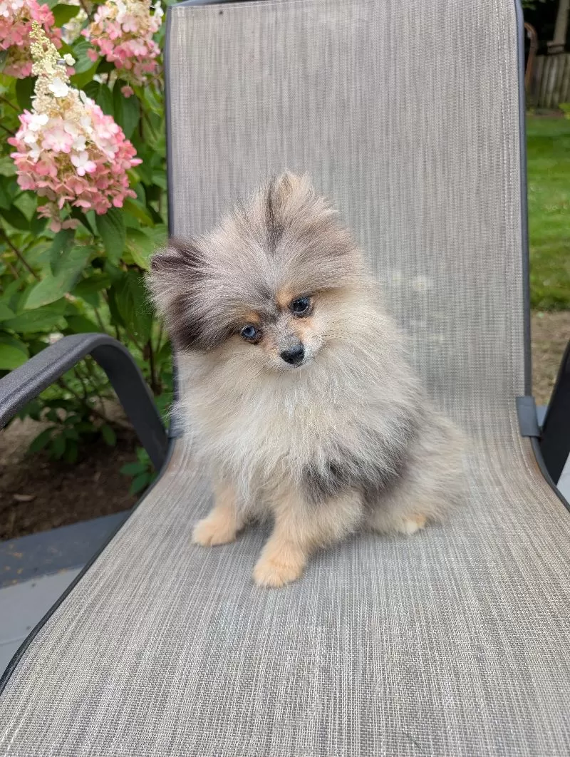 Puppy Name: Rose