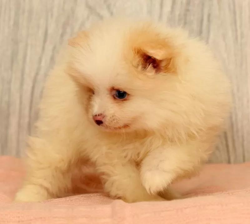 Petunia