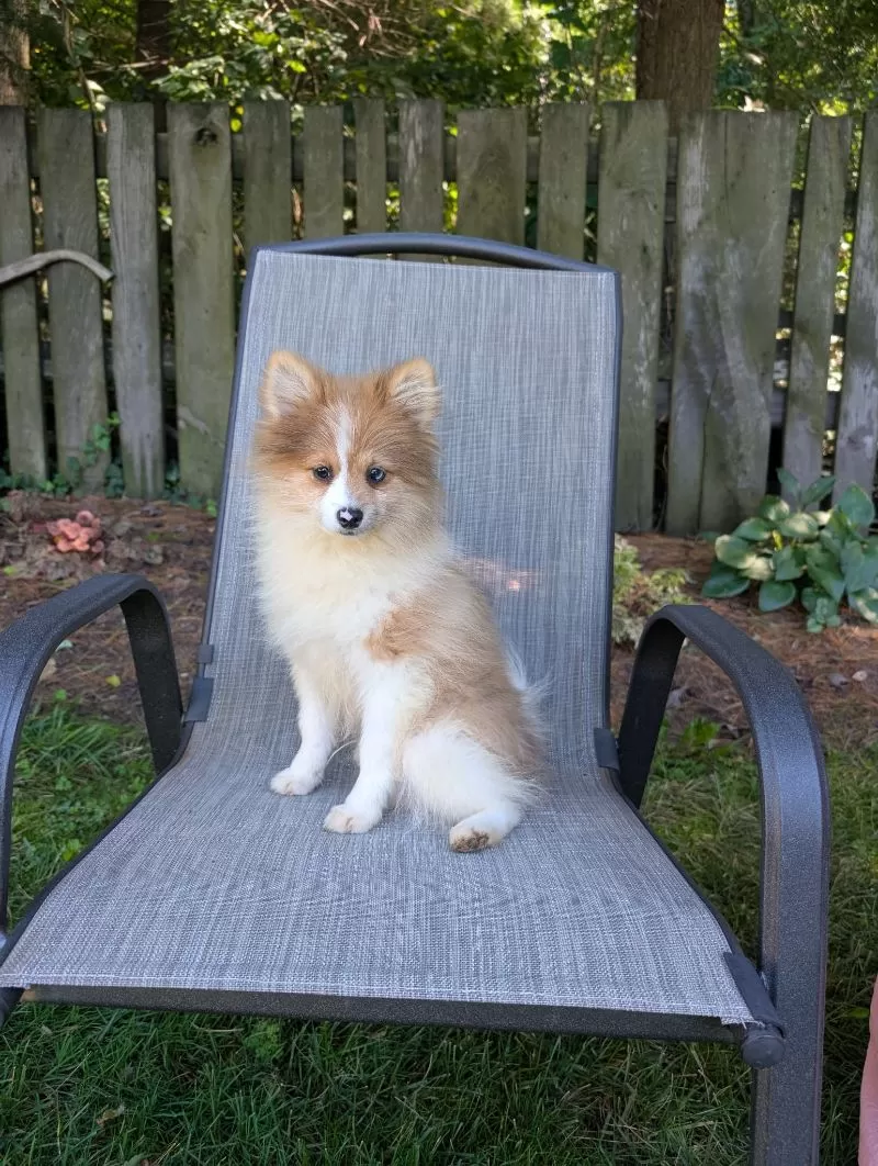 Puppy Name: Houston