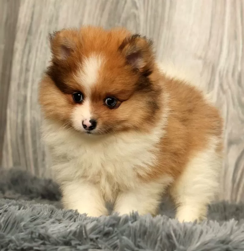 Puppy Name: Houston