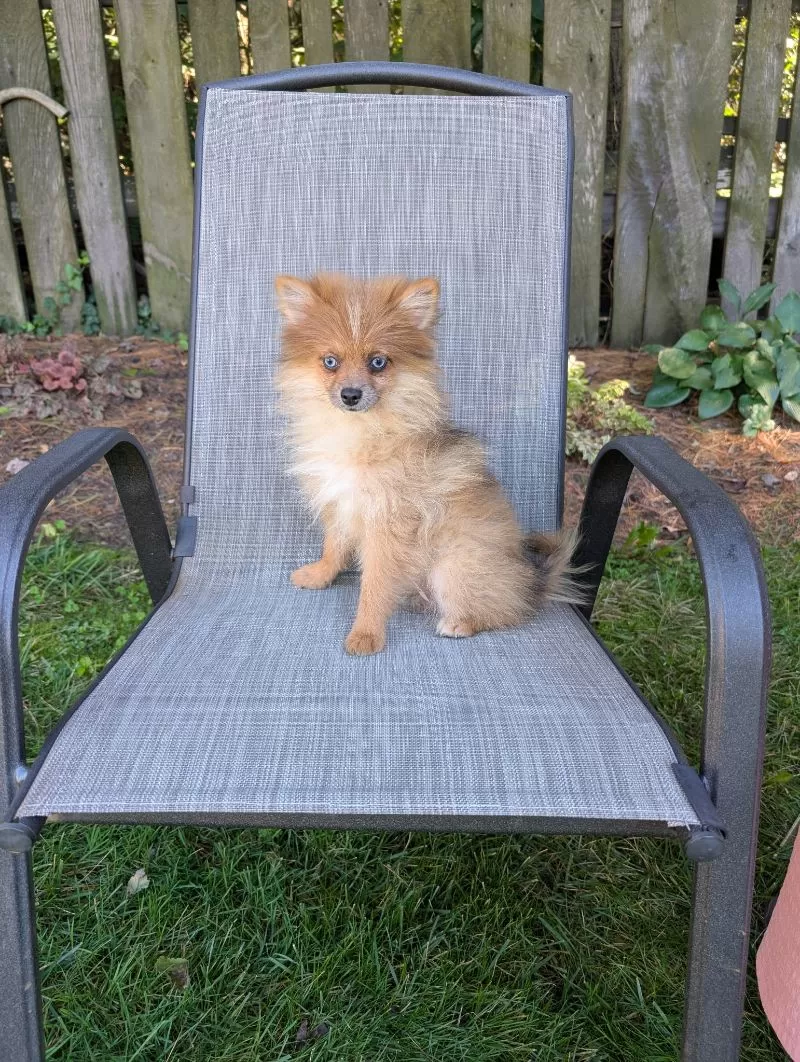 Puppy Name: Happy