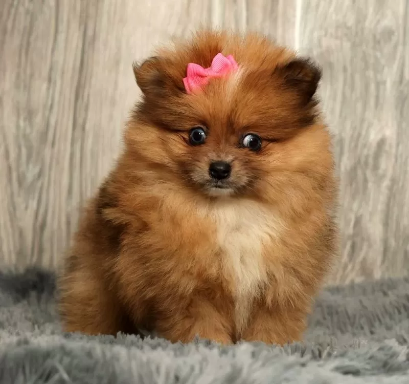 Puppy Name: Happy