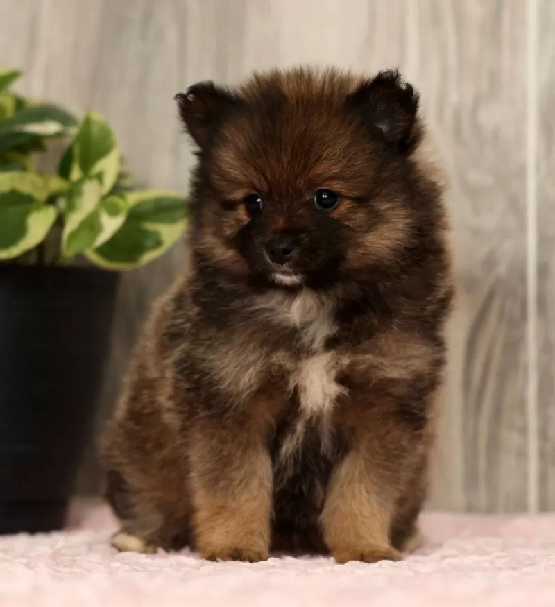 Puppy Name: Toffee
