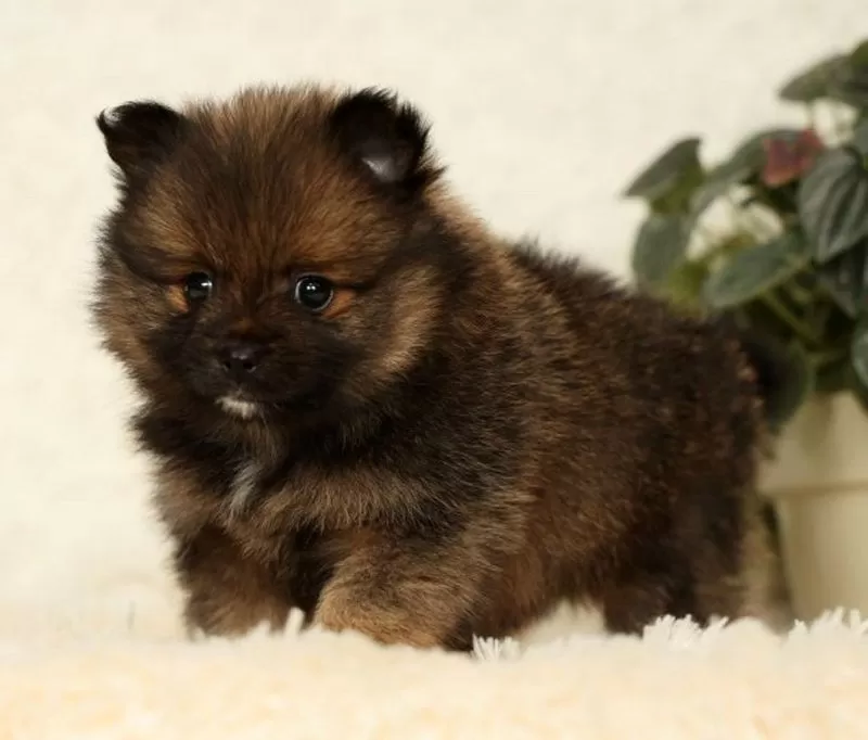 Puppy Name: Cookie