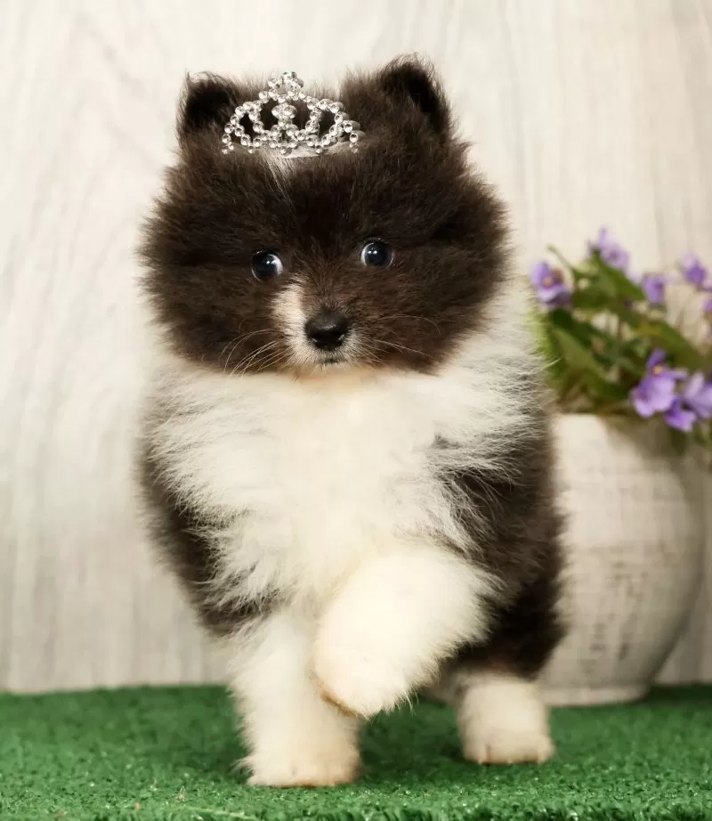 Puppy Name: Sapphire Princess