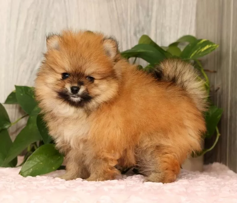 Cinnamon
