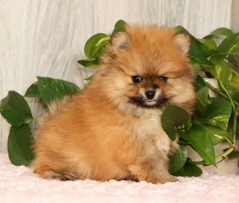 Cinnamon