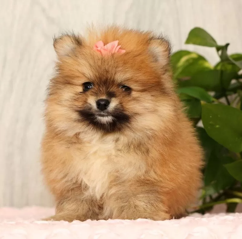Cinnamon