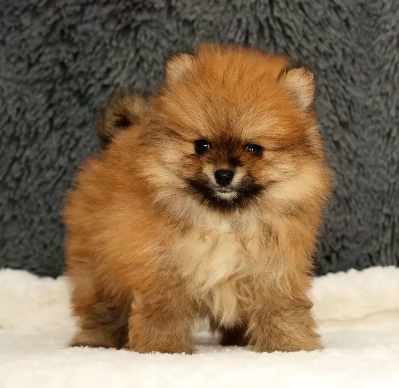 Cinnamon