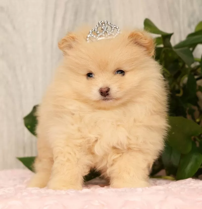 Puppy Name: Cupcake