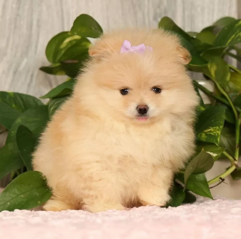 Cream Puff