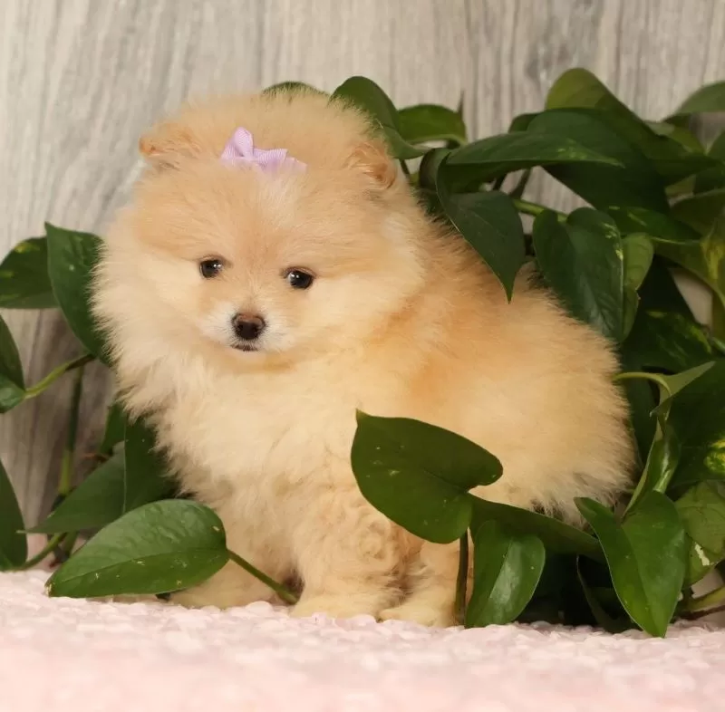 Cream Puff