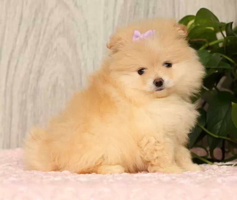 Cream Puff
