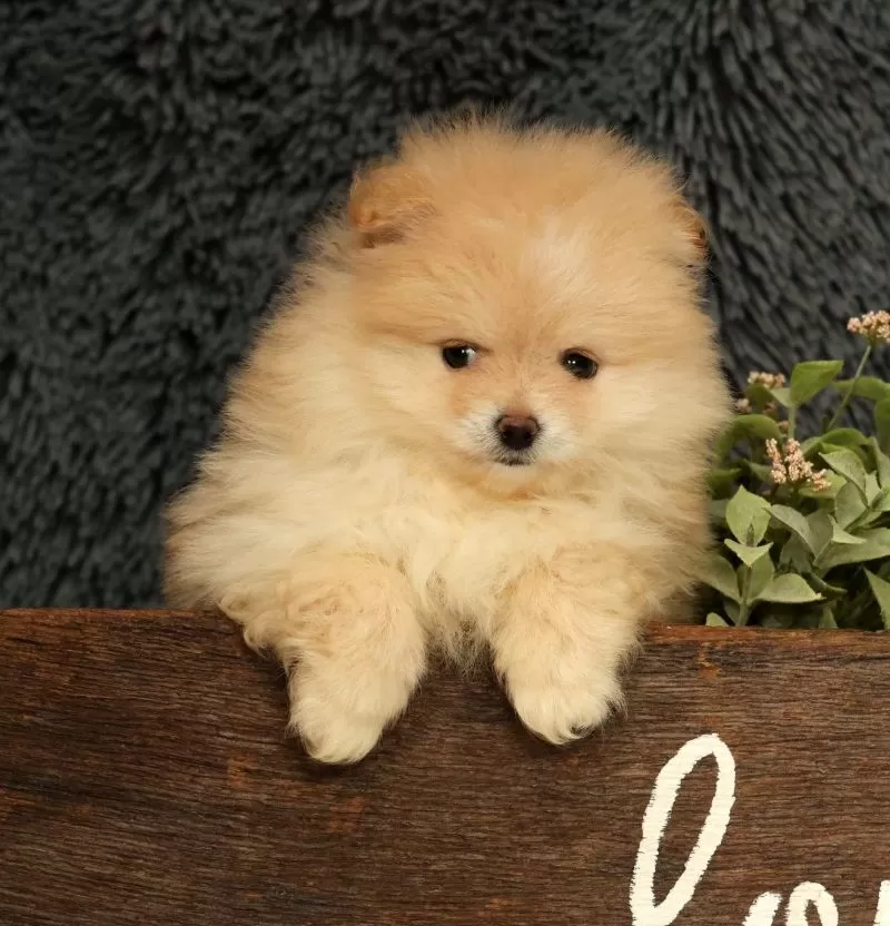 Cream Puff