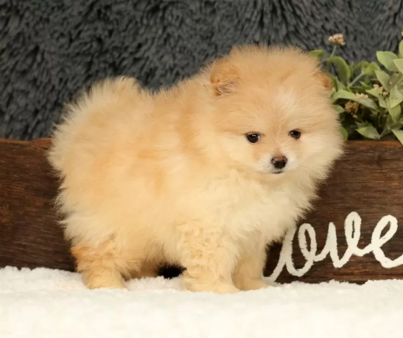 Cream Puff
