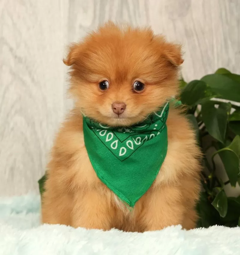 Puppy Name: Cosmo