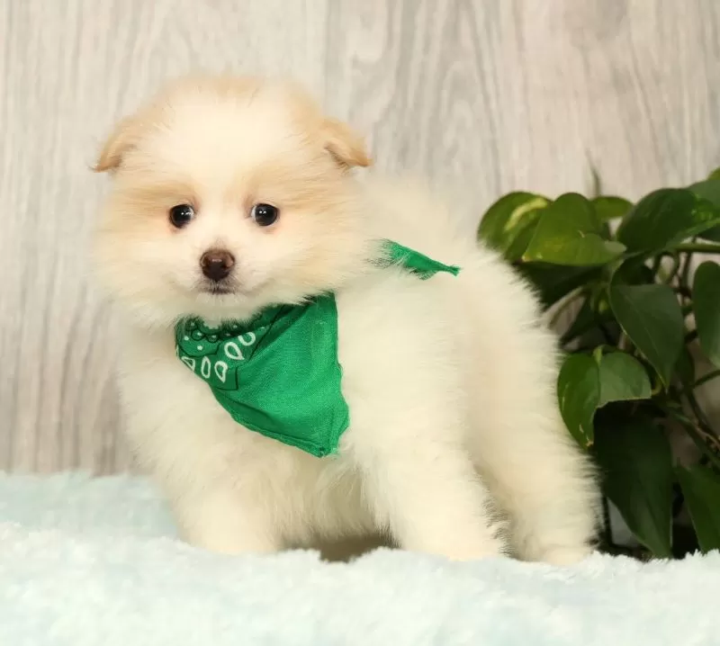 Puppy Name: Chief