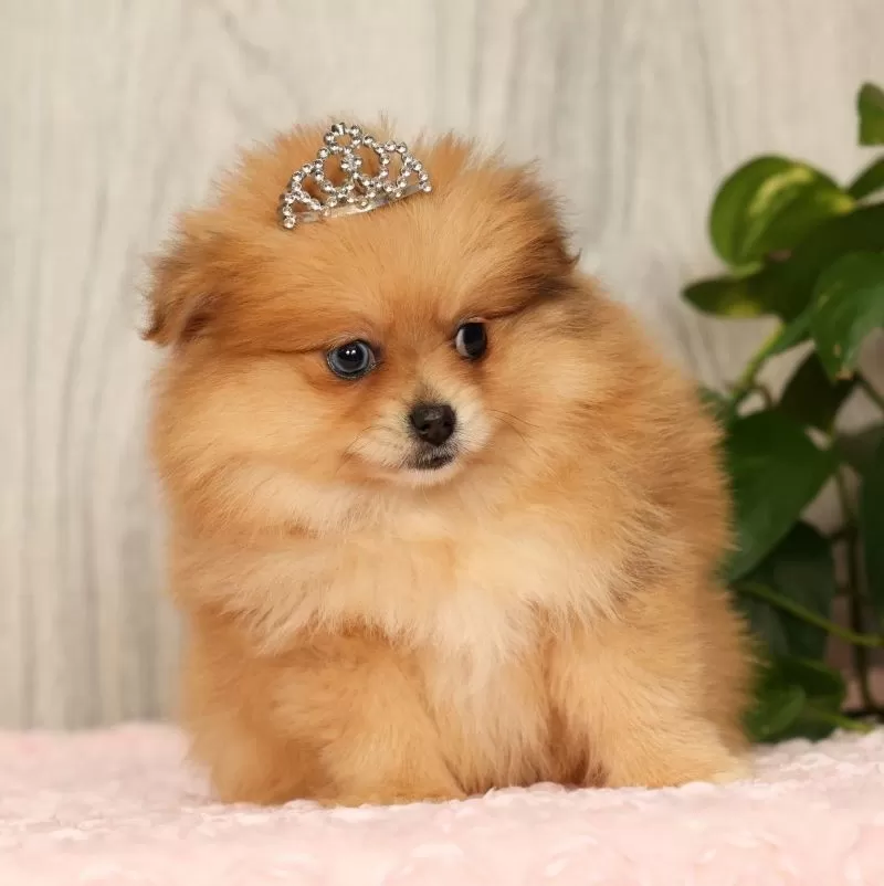 Puppy Name: Chai