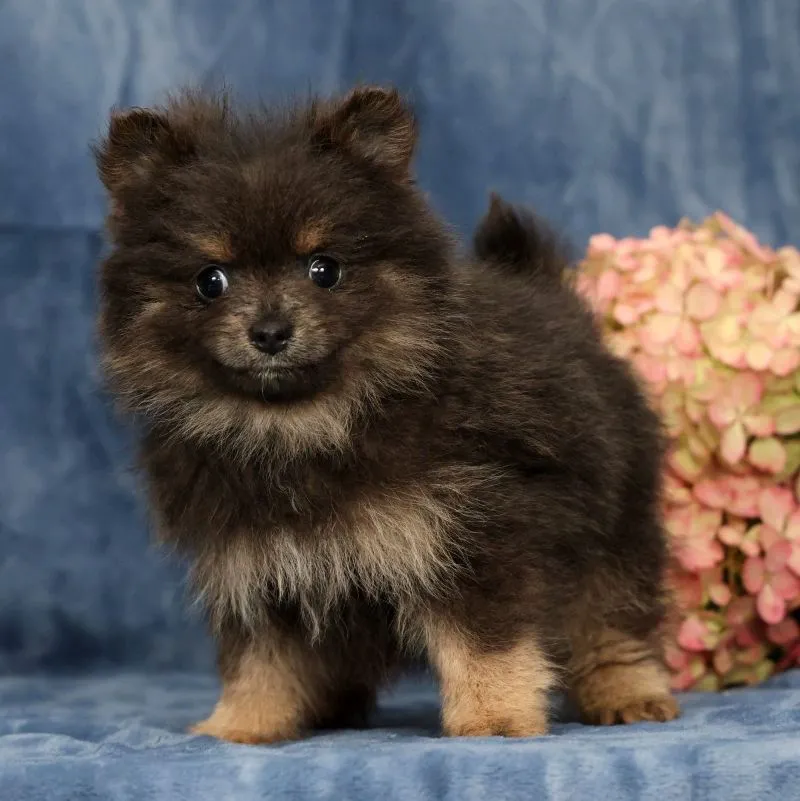 Puppy Name: Layla
