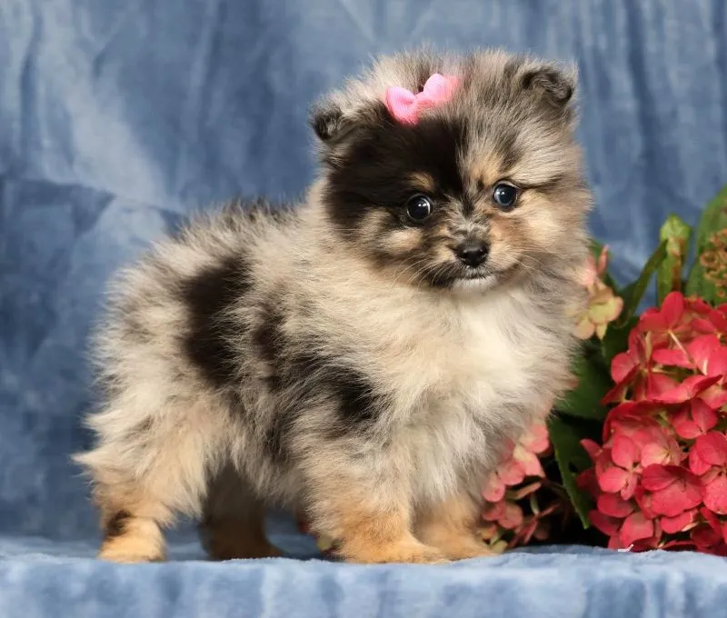 Puppy Name: Lilly