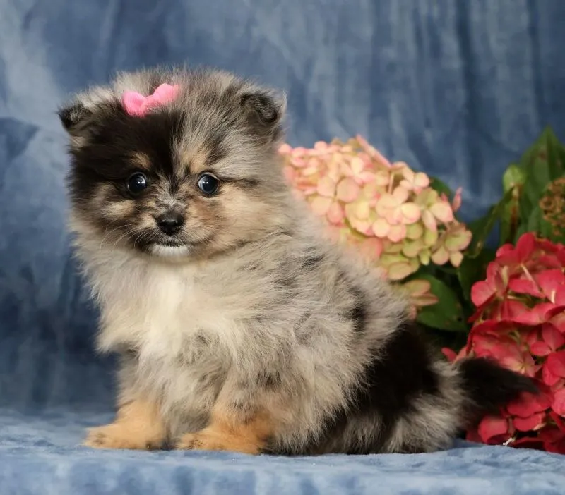 Lilly
