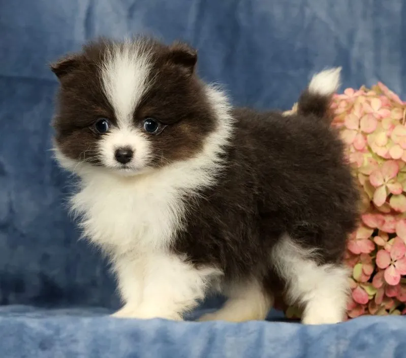 Puppy Name: Lucas Blue and White