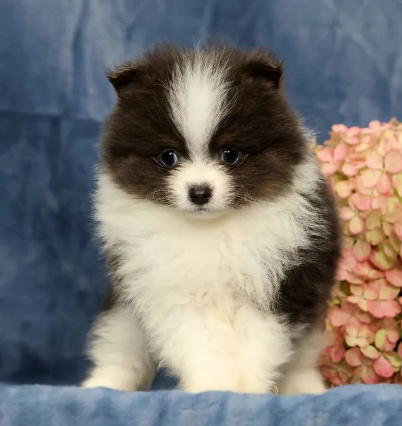 Lucas Blue and White