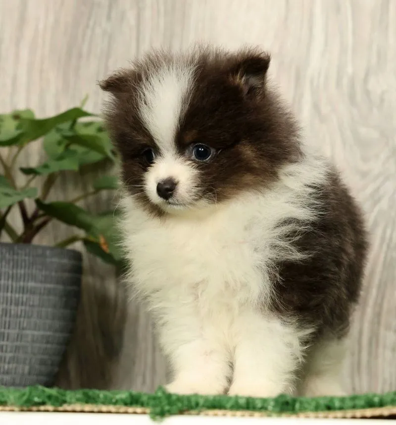 Lucas Blue and White